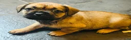 Mixed Breed dogs for sale: Cute puppies  - Advert 4