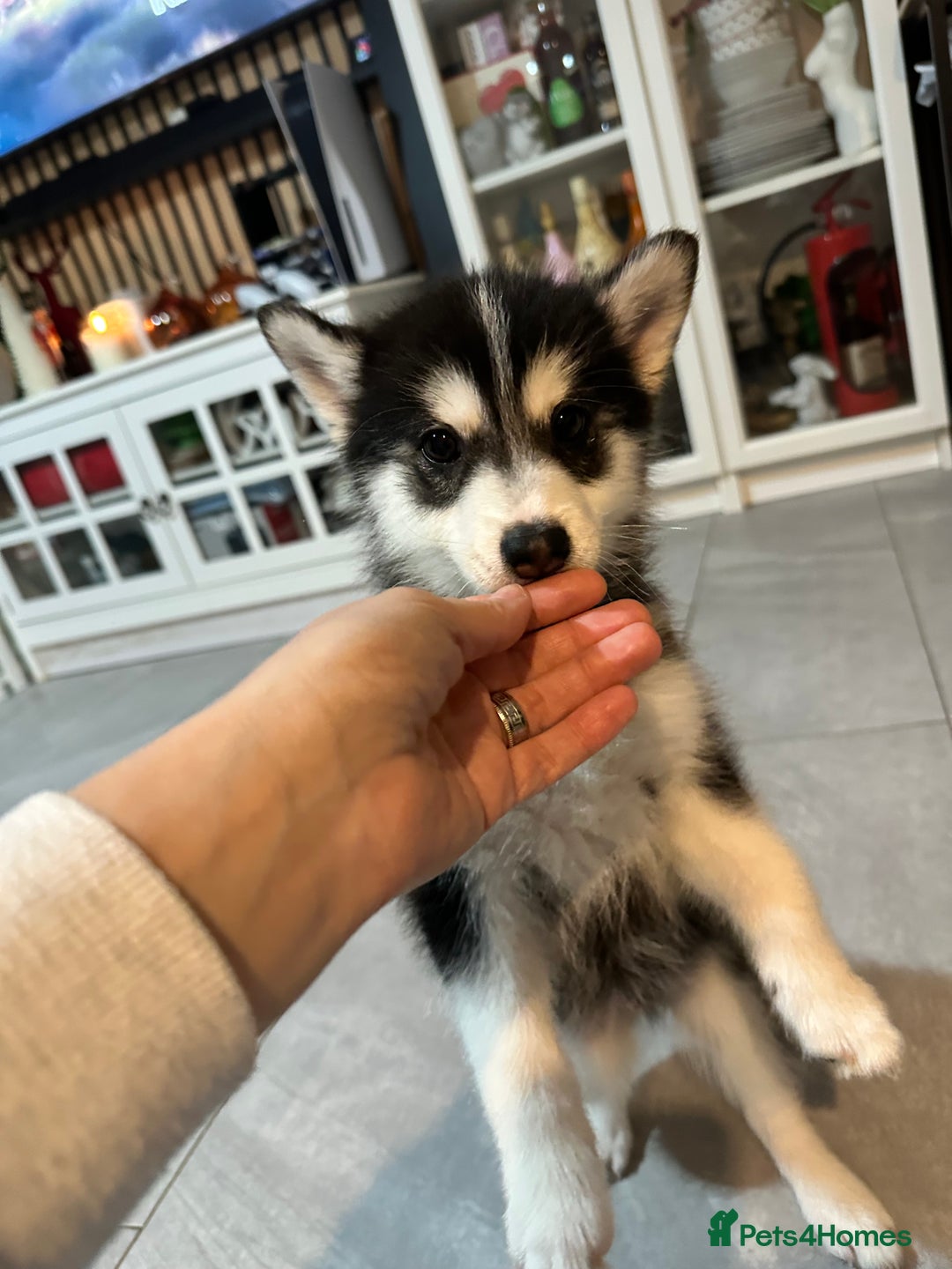 Pomsky dogs for sale: READY SMALL F4 POMSKY - Advert 25