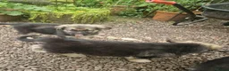 German Shepherd dogs for sale: German Shepherd Puppies for Sale - Advert 3