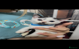 Ragdoll cats for sale: Kittens  - Advert 5