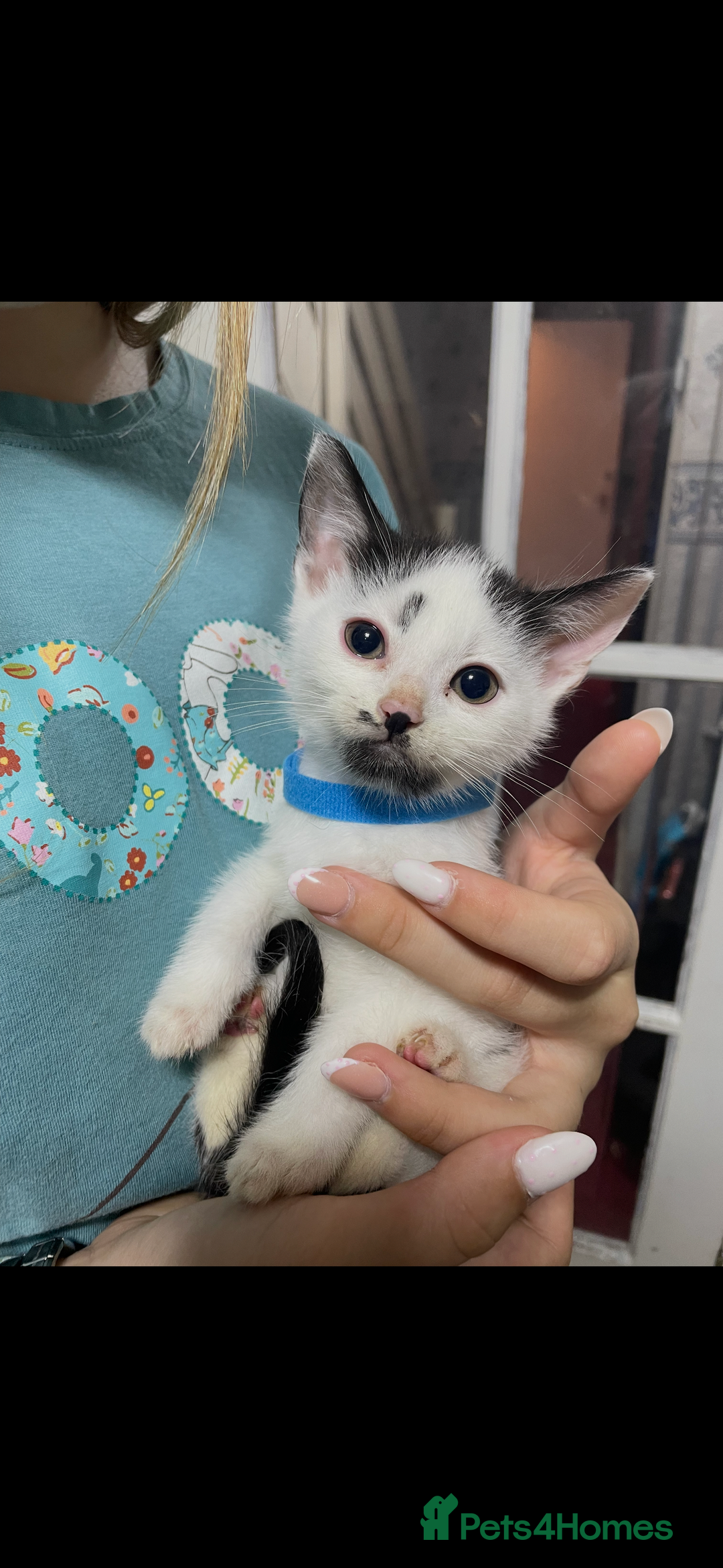 Ragdoll cats for sale: Kittens  - Advert 5