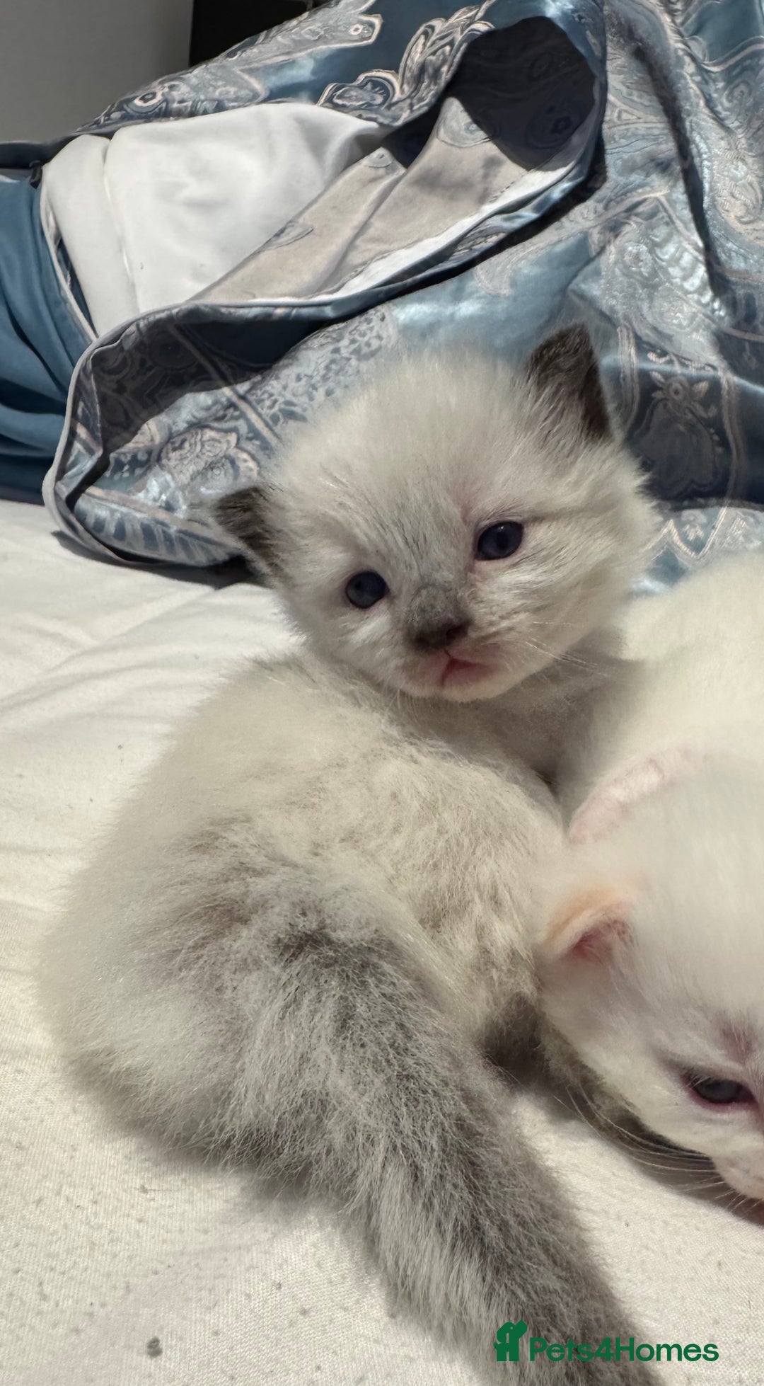 Ragdoll cats for sale: DNA tested Ragdolls - Advert 13