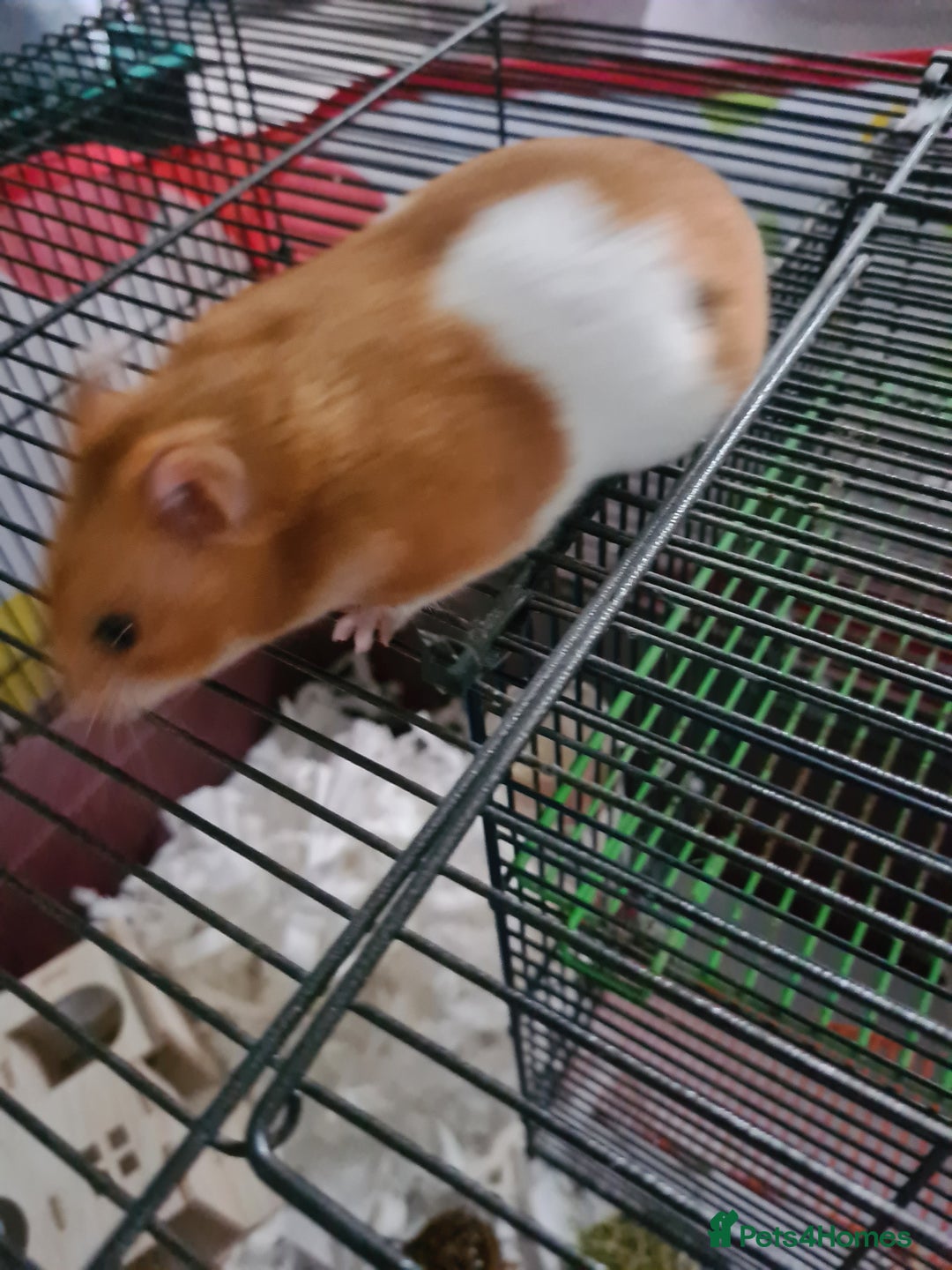 Hamster rodents for sale: 2 RESCUED SYRIAN HAMSTERS COMPLETE WITH CAGES - Image 3