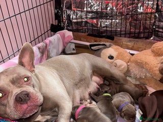 American Bully dogs Pocket bully pups ready too leave 11th dec - Advert 7