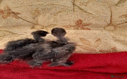 Chickens poultry for sale: Fluffy miniature showgirl/sikie chickens/chicks - Image 1