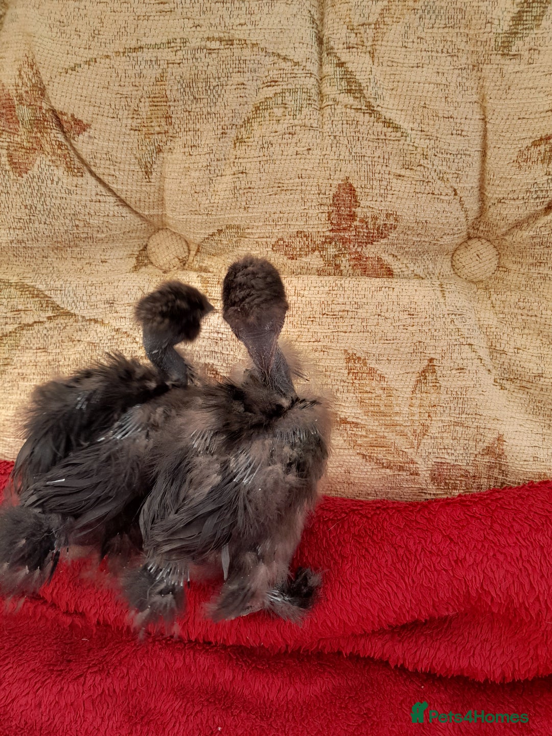 Chickens poultry for sale: Fluffy miniature showgirl/sikie chickens/chicks - Image 1
