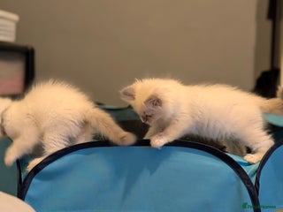 Ragdoll cats Adorable, fluffy, blue eyed Ragdoll kitten - Advert 1