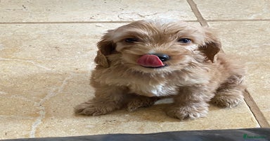 Mixed Breed dogs - Advert 9