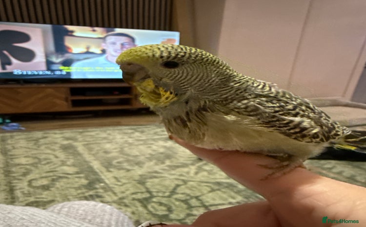 Budgerigars birds - Advert 8