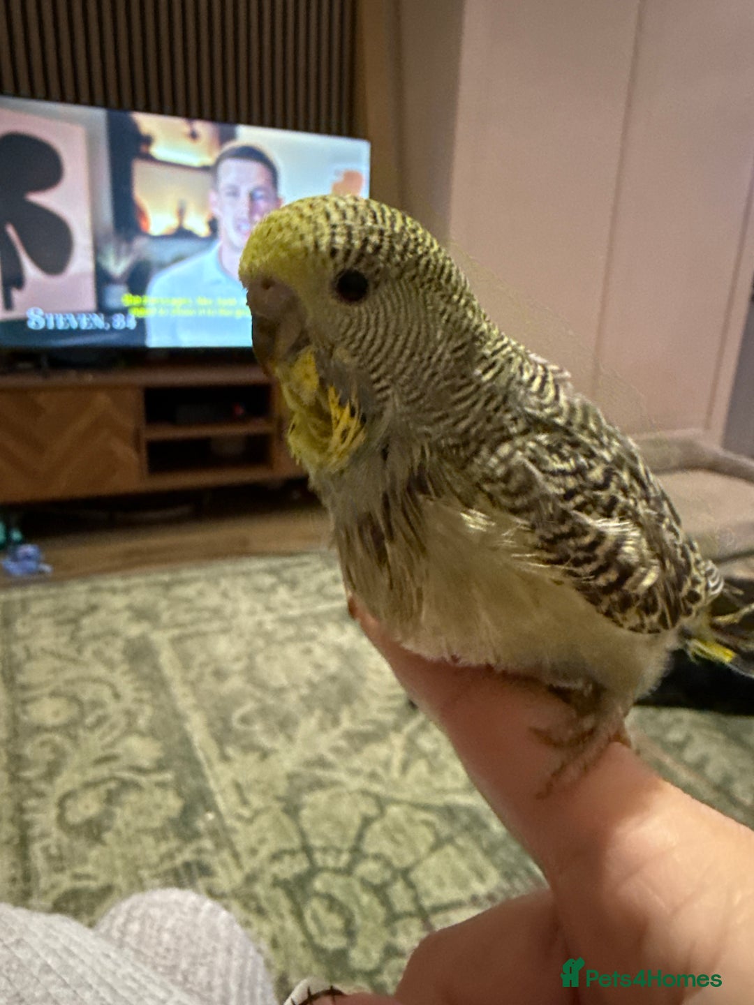 Budgerigars birds for sale: Hand reared Budgies’s  - Image 1