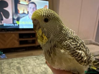 Budgerigars birds Hand reared Budgies’s - Advert 2