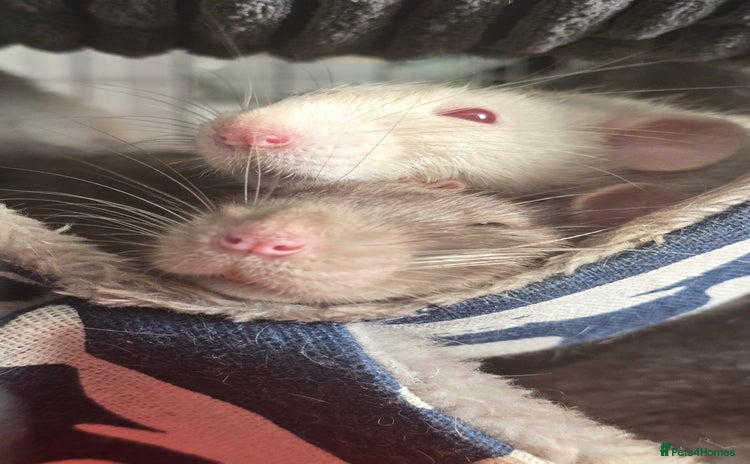 Rat rodents - Advert 1
