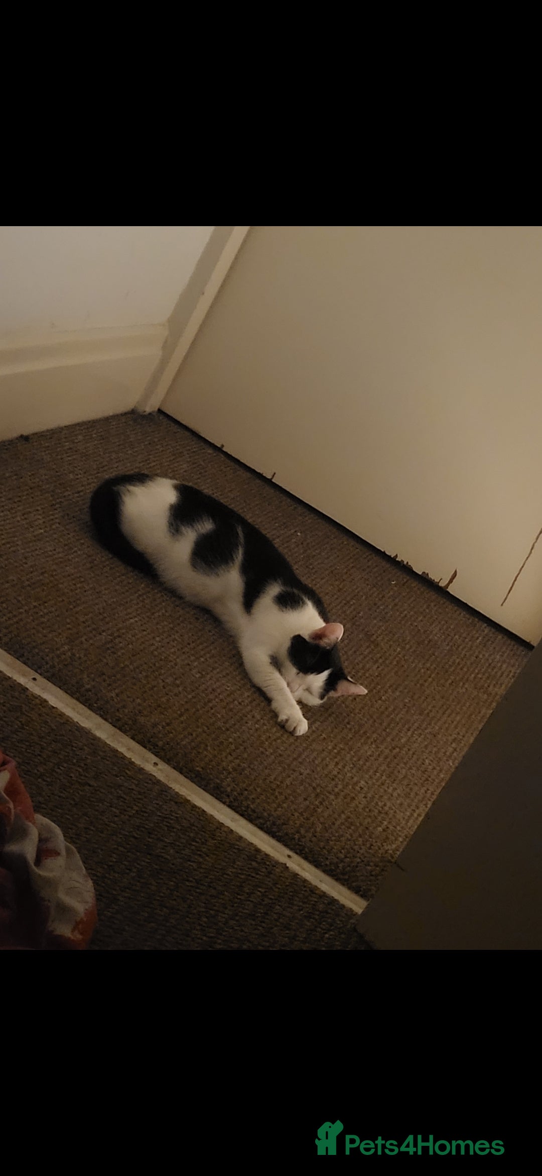 Mixed Breed cats Looking for a new home  - Advert 5