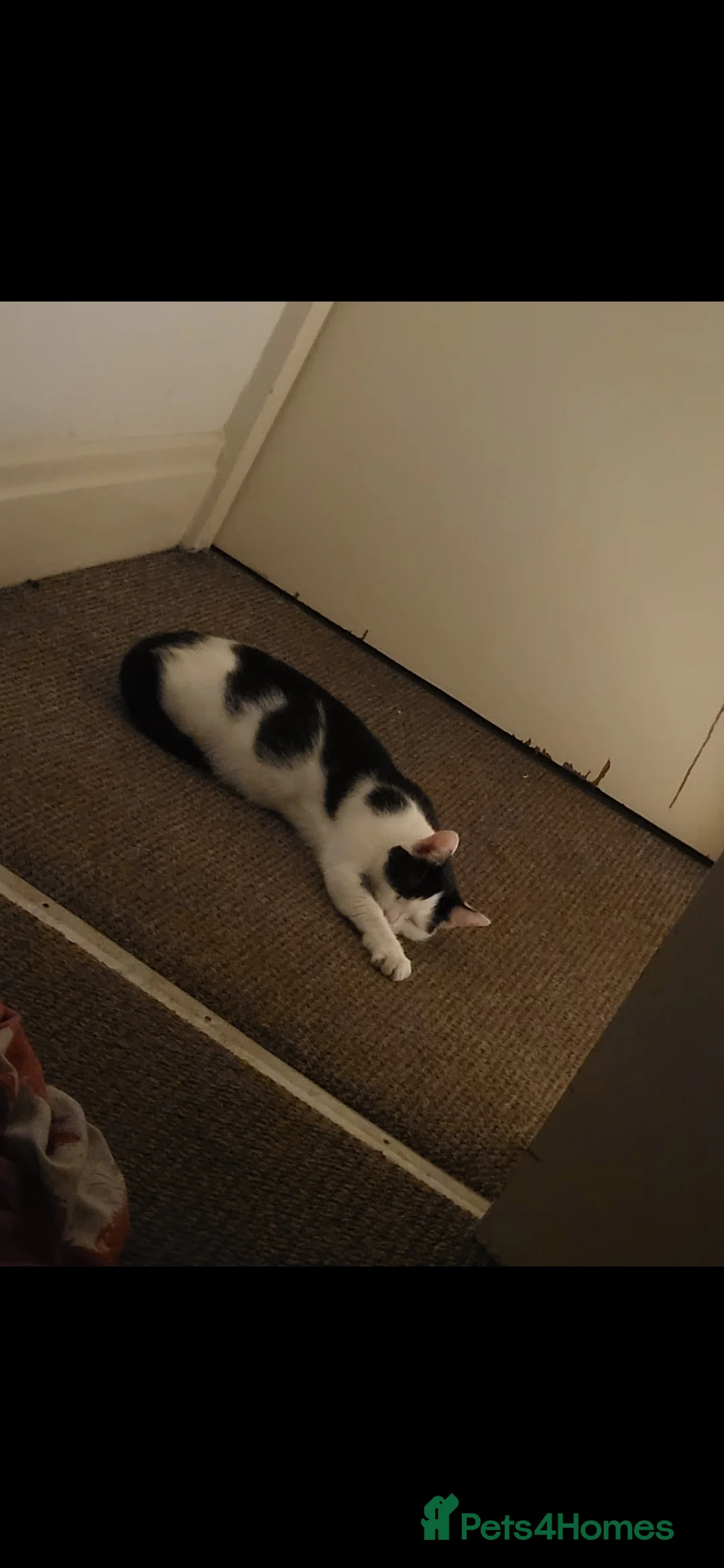 Mixed Breed cats for sale: Looking for a new home  - Advert 1