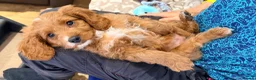 Cavapoo dogs for sale: Exceptional F1 Toy Cavapoos-Health Tested Parents - Advert 20