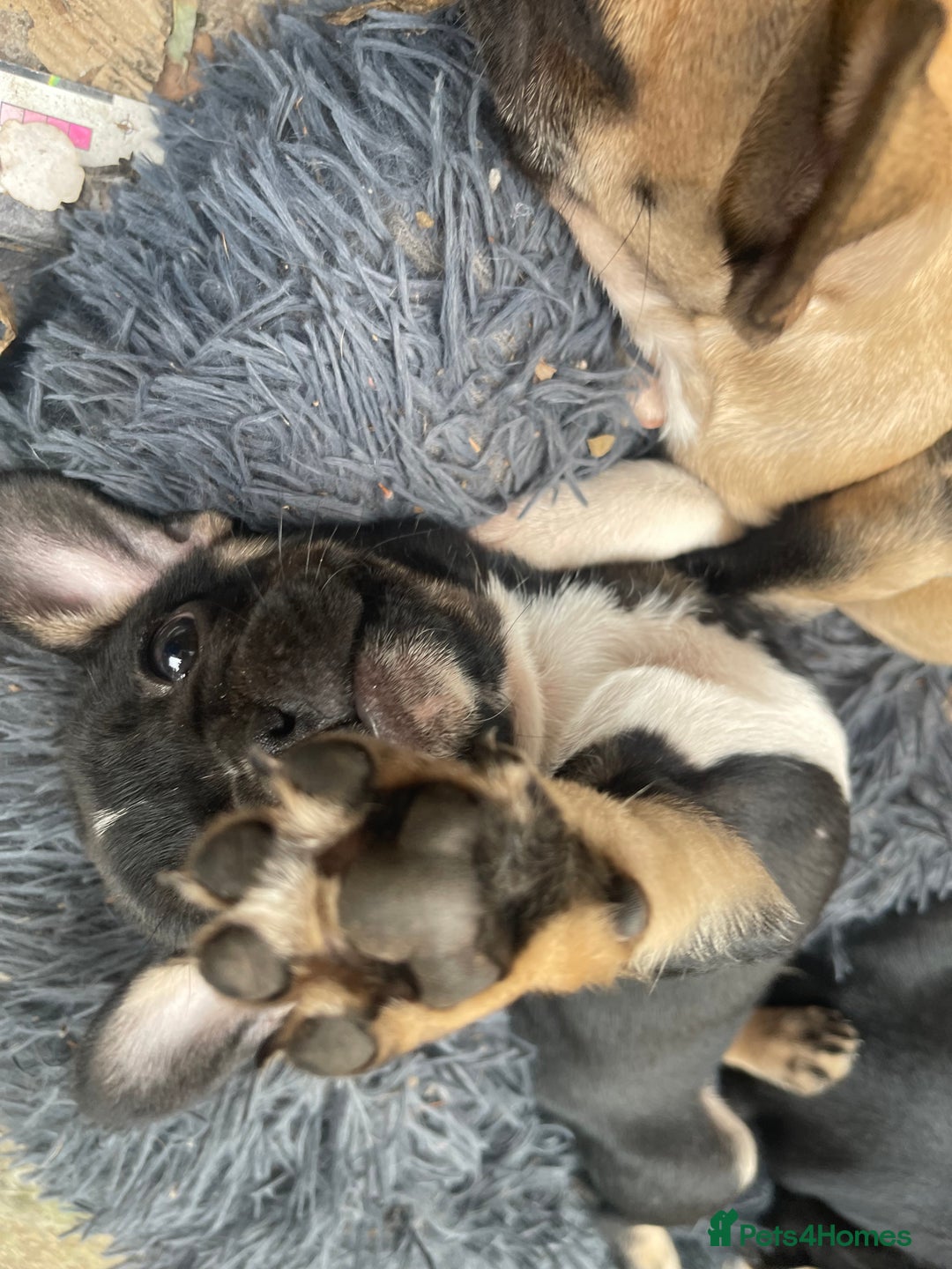 French Bulldog dogs for sale: French bulldog - Image 21