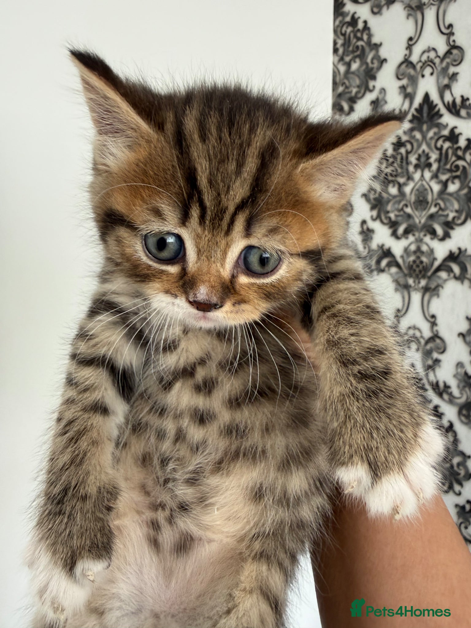 British Shorthair cats for sale: British Shorthair kittens - Advert 7