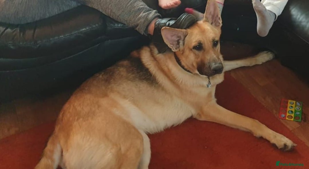 German Shepherd dogs for sale: German shepherd great pet. - Advert 3