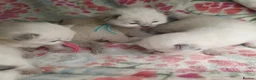 Ragdoll cats for sale: 💖 Beautiful Ragdoll kittens for Sale 💖 - Advert 9