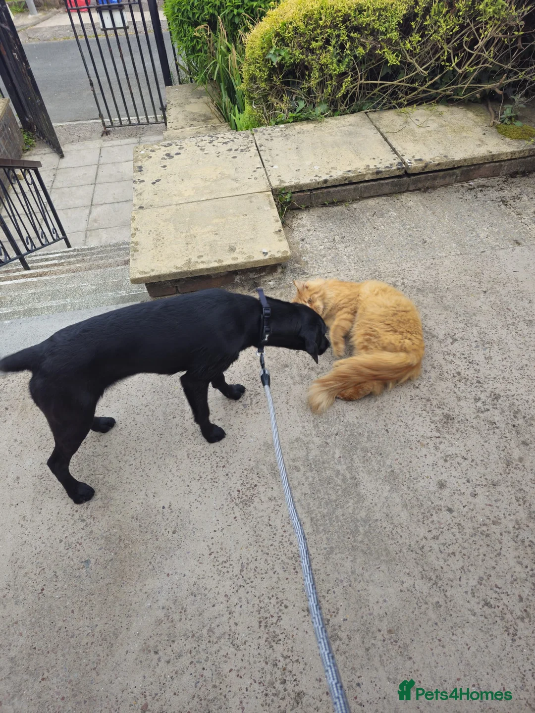 Goldador dogs for sale: Beautiful & Loving 1yr Goldador (Trinity) - Advert 3