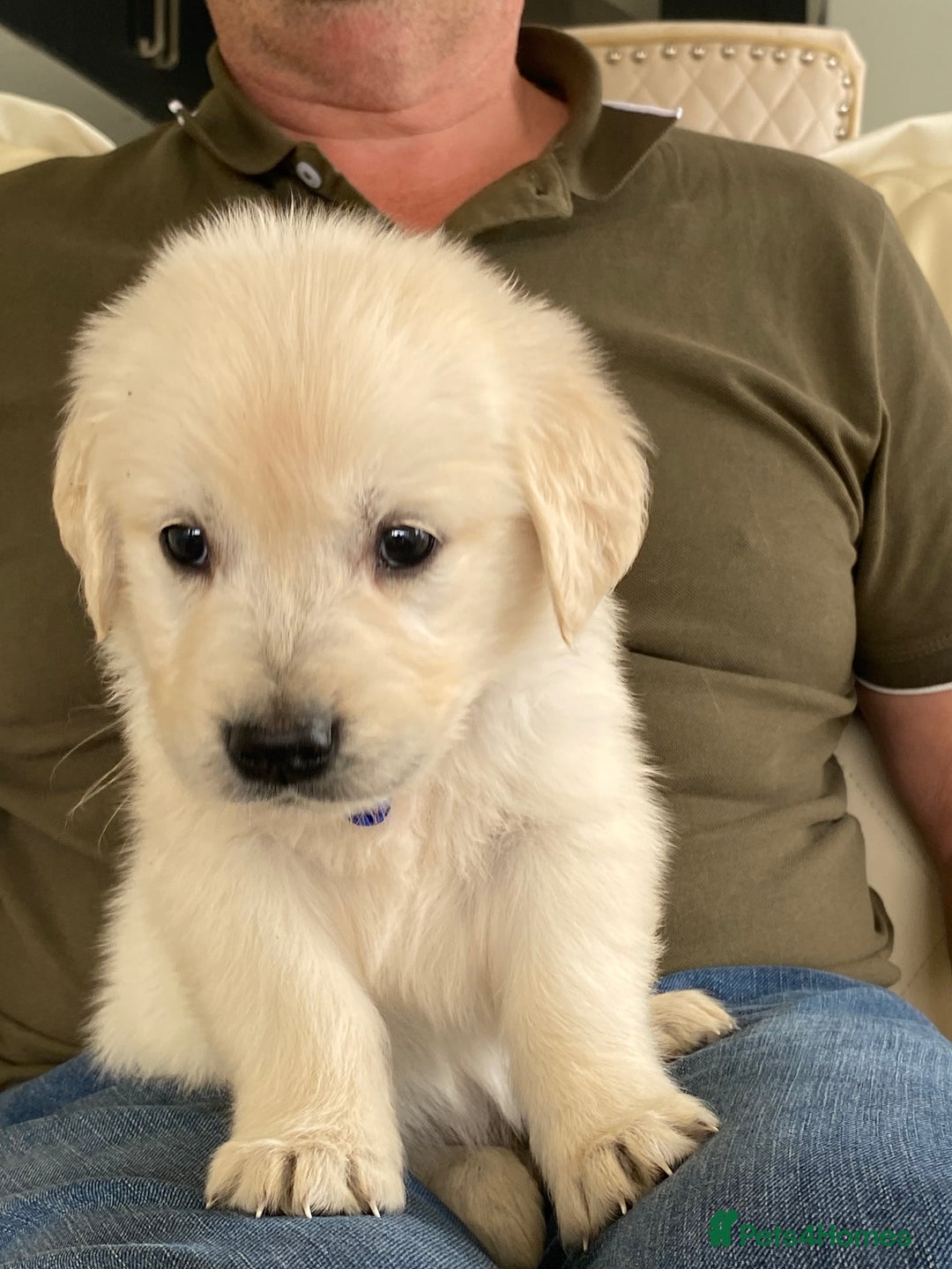 Golden Retriever dogs for sale: Fabulous golden retriever puppies  - Image 8