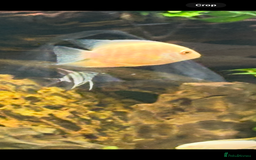 Other/Mixed Breed fish for sale: Large and medium Severums TROPICAL peaceful  - Image 2