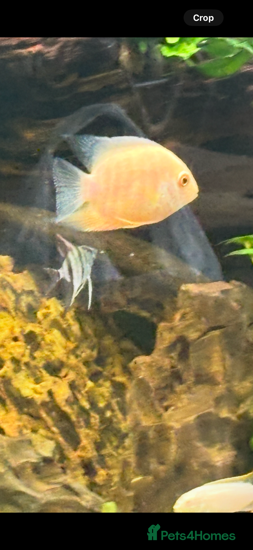 Other/Mixed Breed fish for sale: Large and medium Severums TROPICAL peaceful  - Image 2