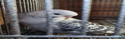 Budgerigars birds for sale: Baby Budgies  in Walsall - Advert 6