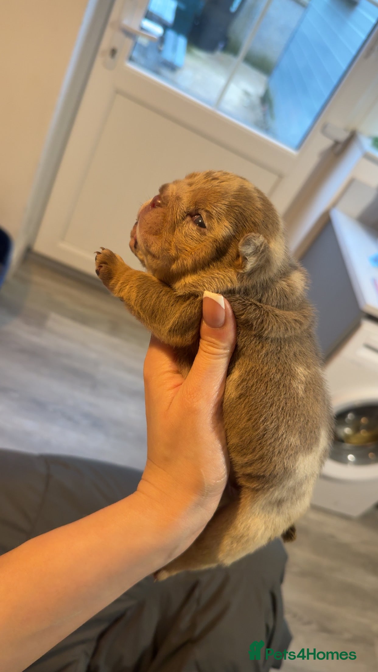 English Bulldog dogs for sale: English bulldog puppies  - Advert 25
