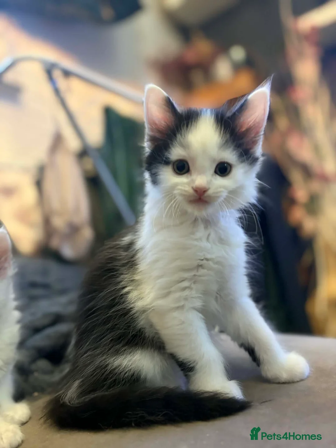 Mixed Breed cats for sale: Beautiful Maine Coon mix domestic cat kittens ❤️ - Advert 4
