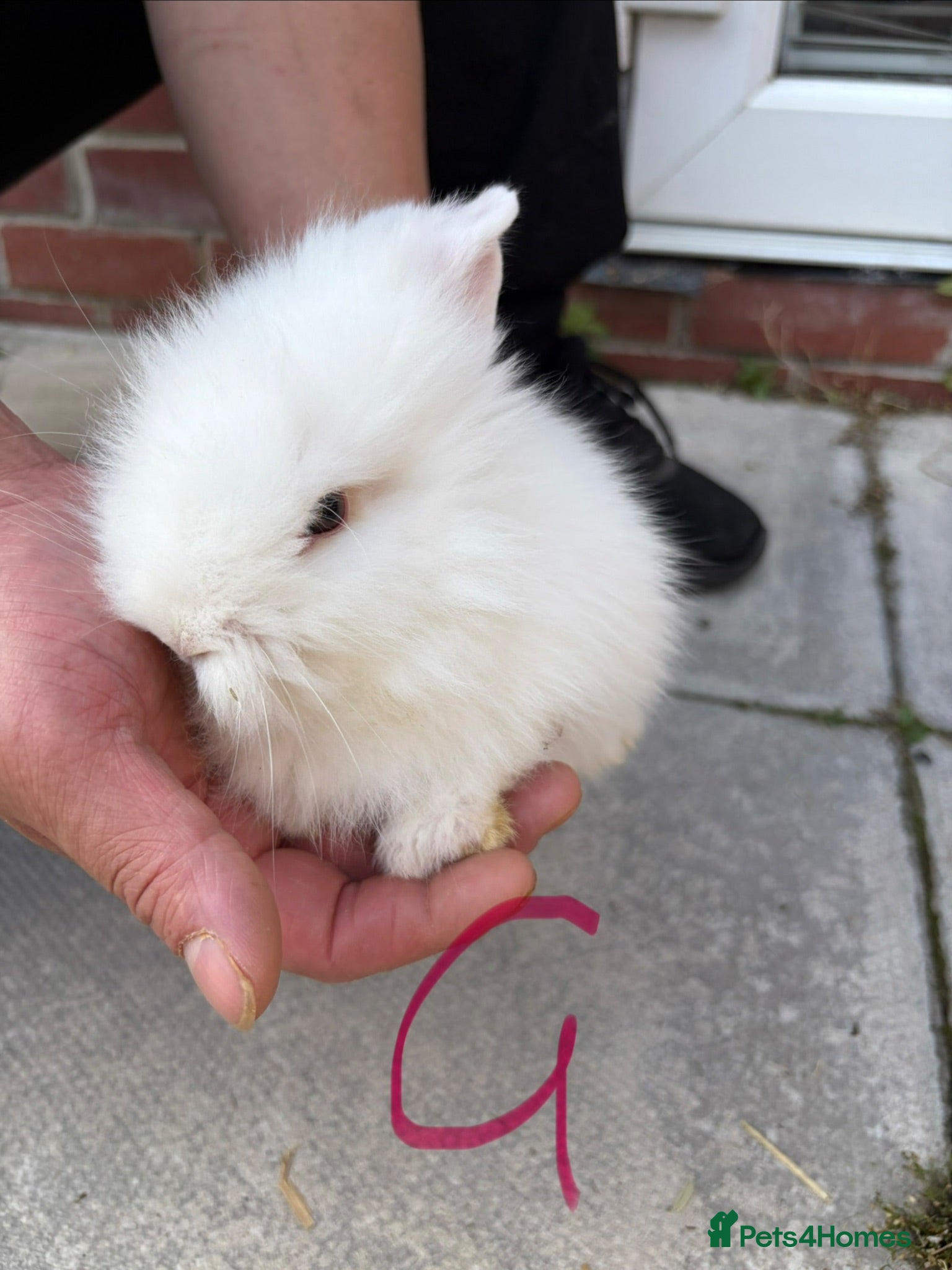 Lionhead rabbits Lionhead - Advert 5
