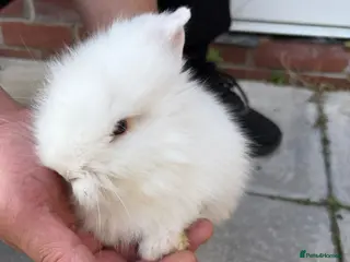Lionhead rabbits Lionhead - Advert 6