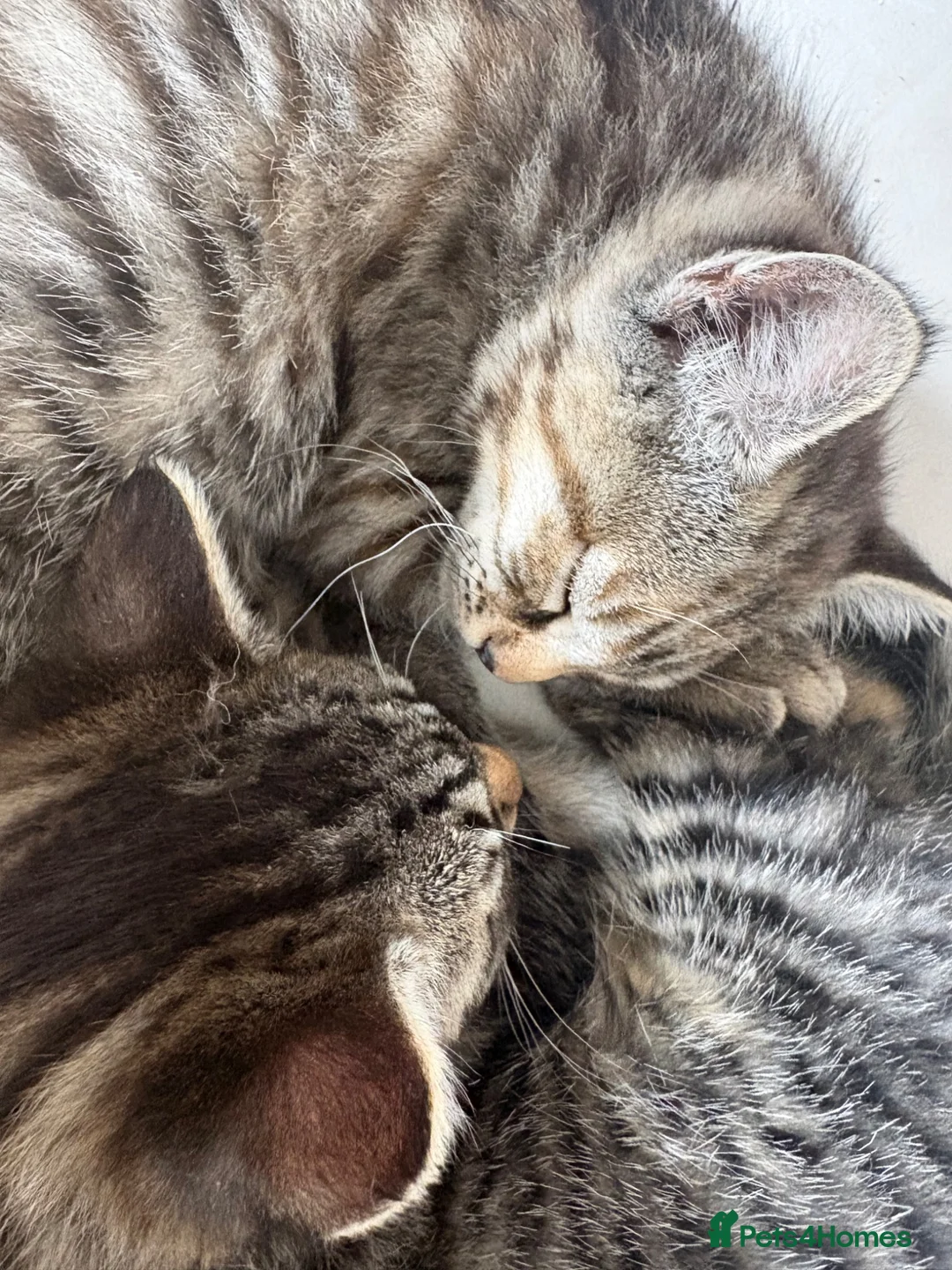 Mixed Breed cats for sale: Beautiful kittens  - Advert 6