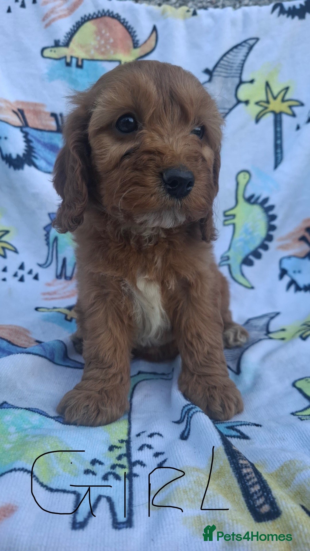 Cockapoo dogs F1 cockapoo puppies ready now  - Advert 2