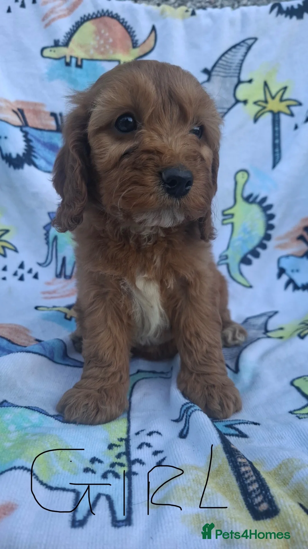 Cockapoo dogs for sale: F1 cockapoo puppies ready now  - Advert 2
