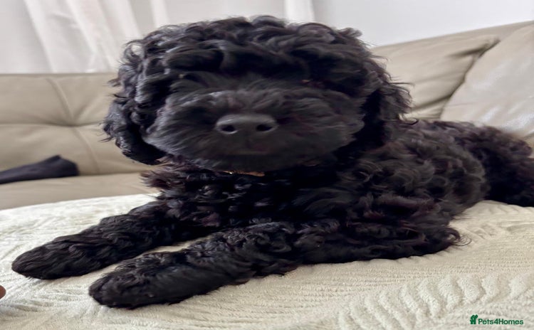 Labradoodle dogs - Advert 8