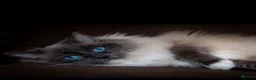 Ragdoll cats for sale: Beautiful Ragdolls for sale  in Halesowen - Advert 4