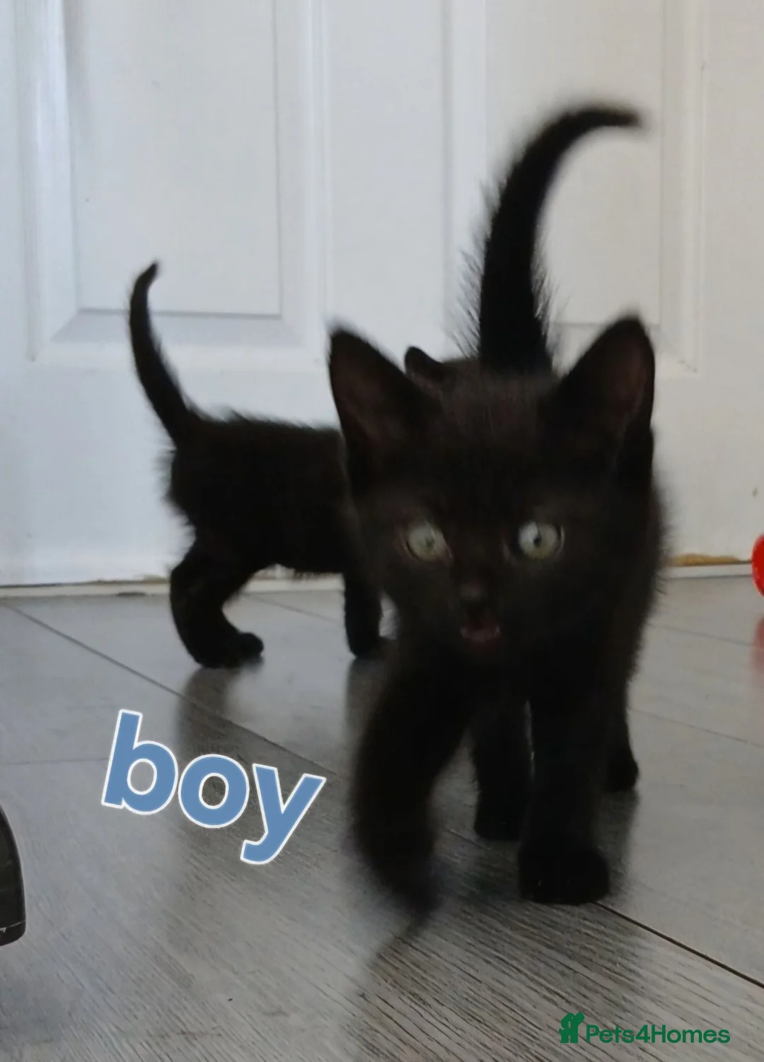 Mixed Breed cats for sale: 3 kittens for Sale  - Advert 2
