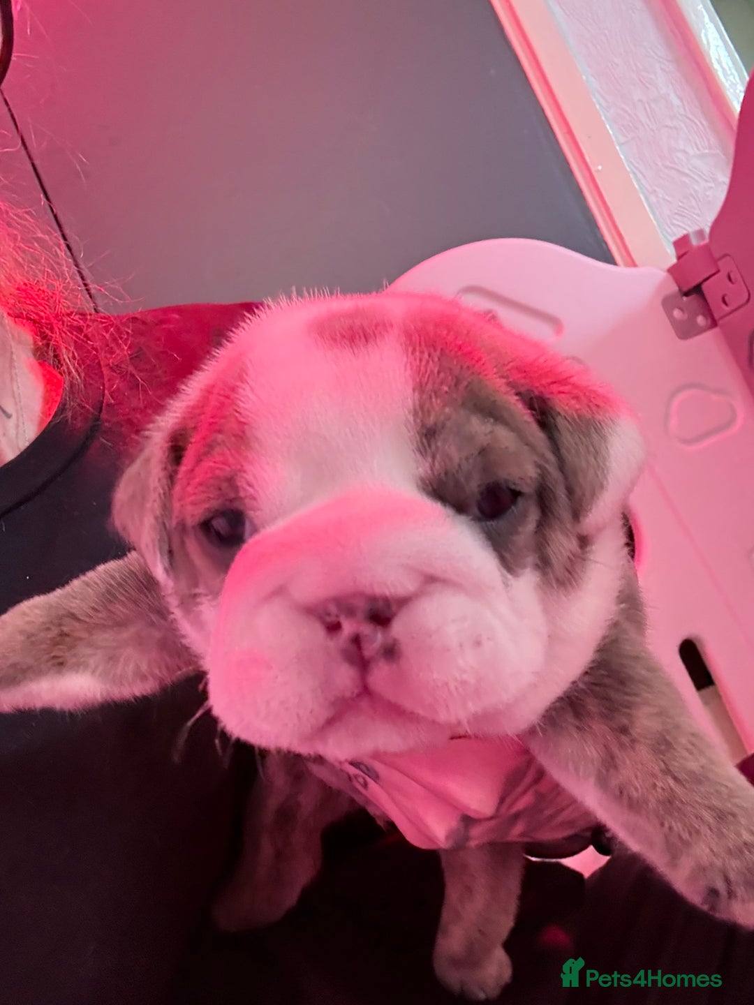 English Bulldog dogs for sale: Beautiful litter of blue fawn English bulldogs - Image 2