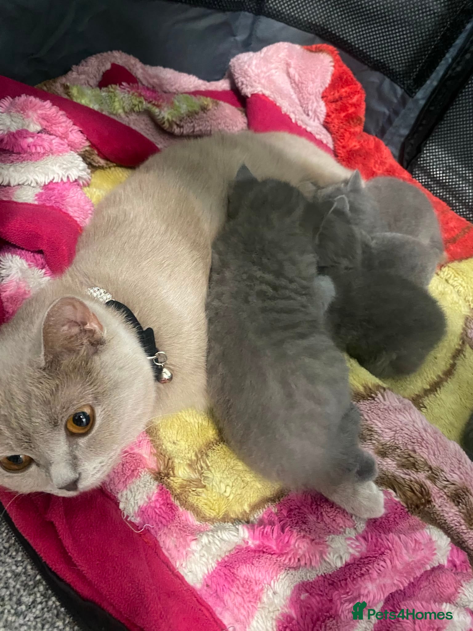 British Shorthair cats Half Bsh absolutely beautiful kittens - Advert 4