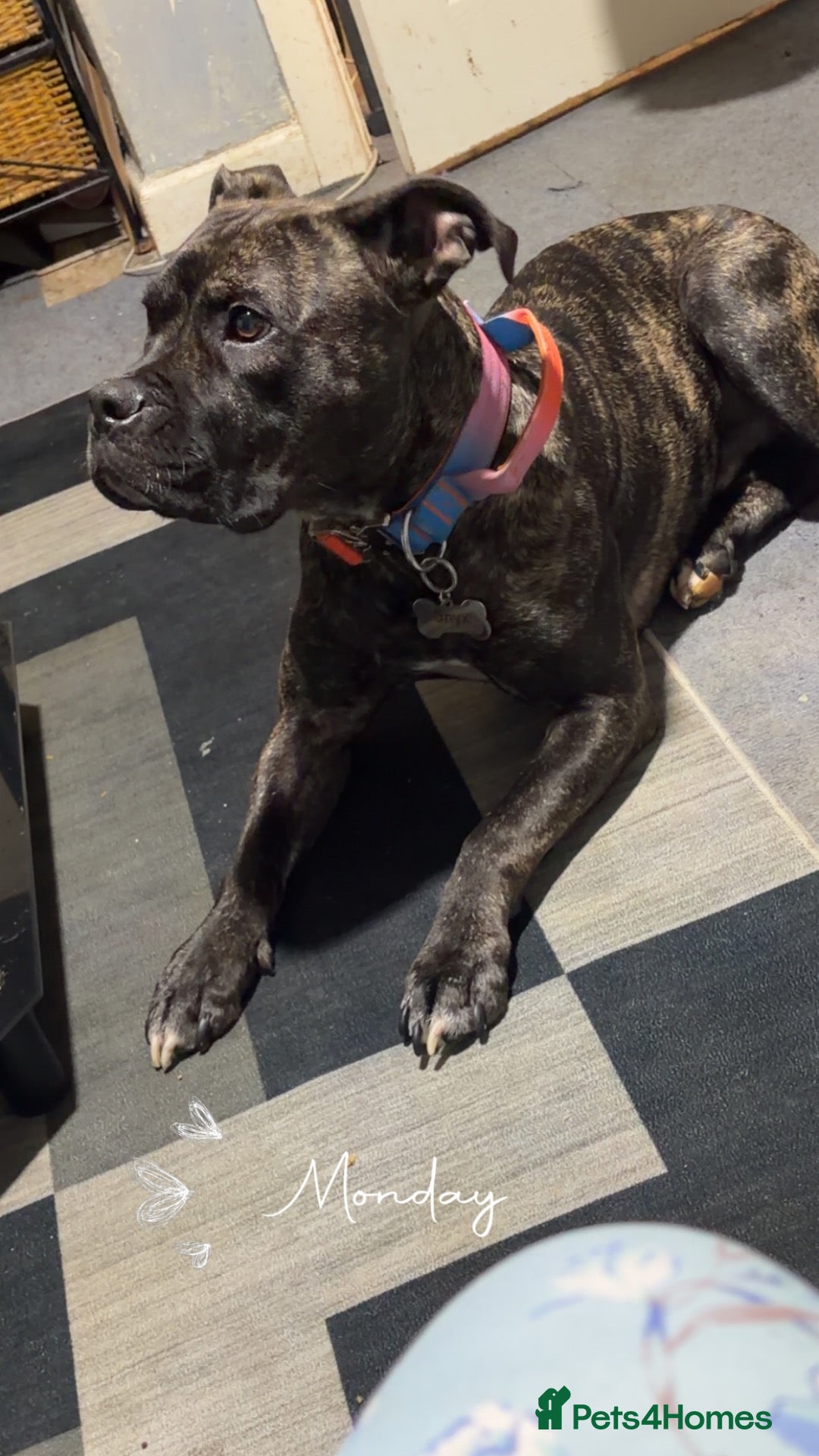 Mixed Breed dogs Gorgeous Staff cross for new home - Advert 3