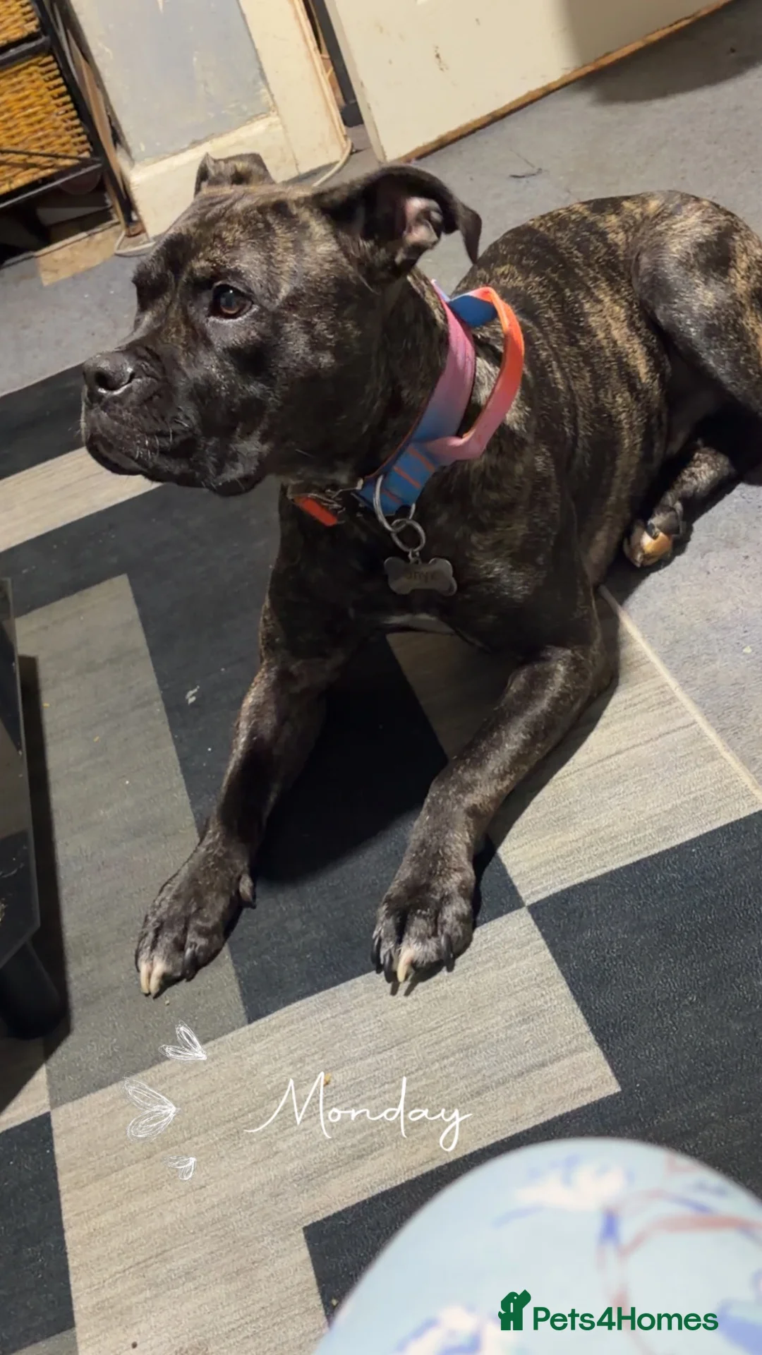 Mixed Breed dogs for sale: Gorgeous Staff cross for new home - Advert 1