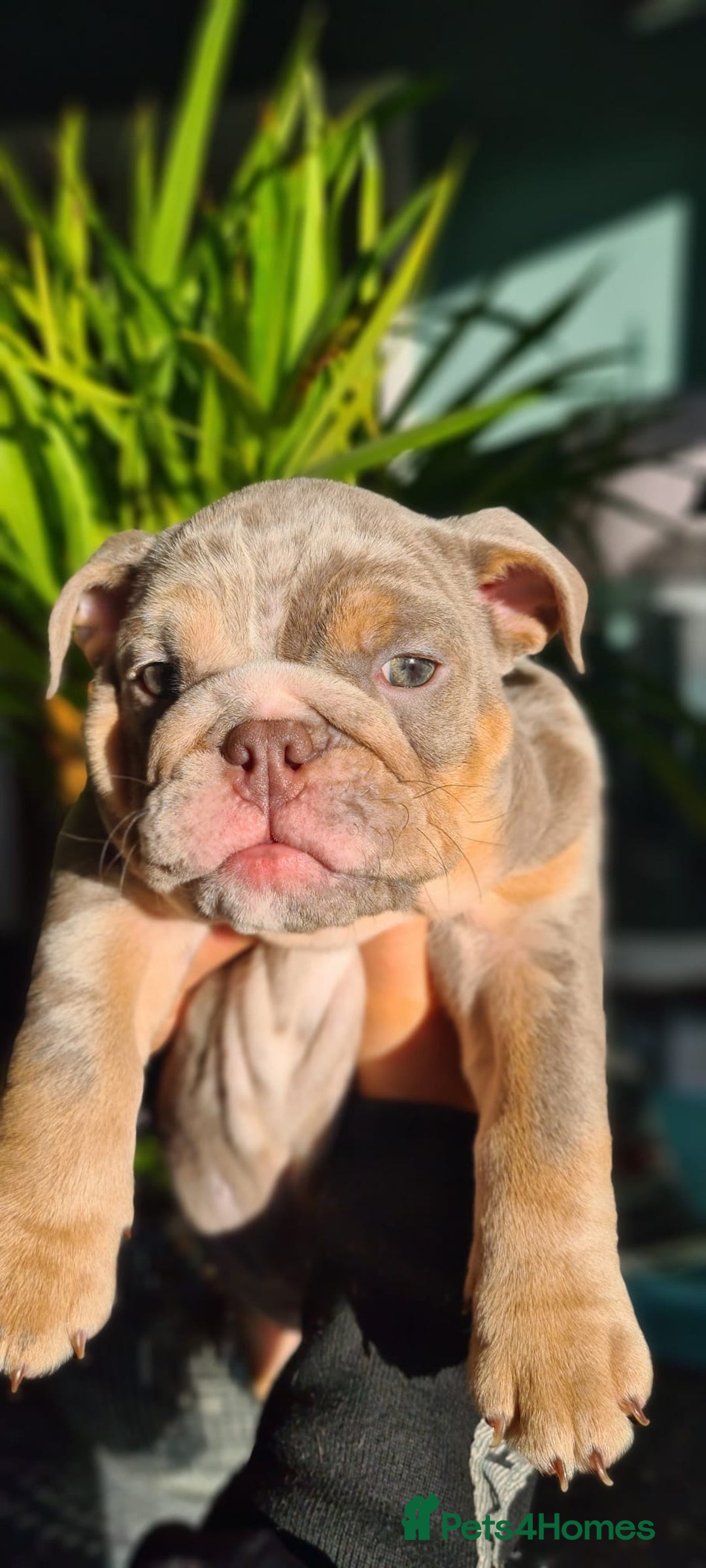 English Bulldog dogs for sale: ✨ lilac Tan & Merle Female bulldog. – Available ✨ - Advert 14