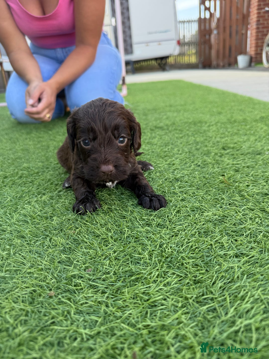 Cockapoo dogs for sale: Cockerpoo puppies - Image 24