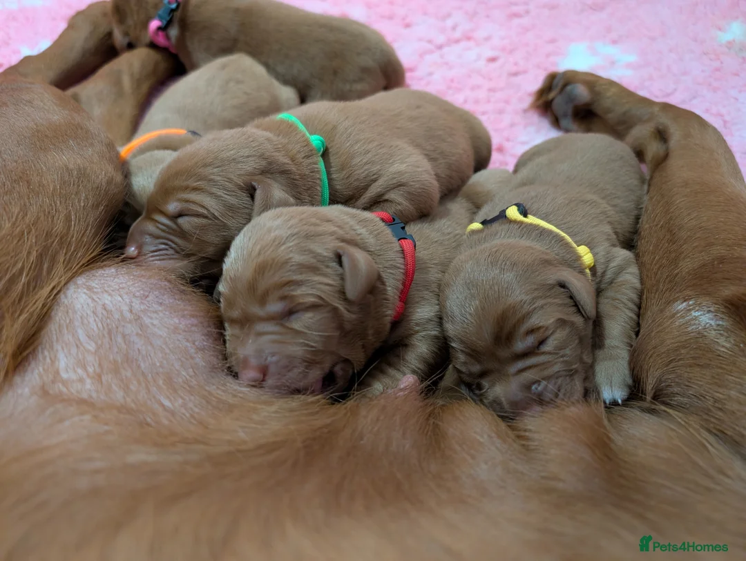 Labrador Retriever dogs for sale: Dark Fox Red Labrador Puppies  - Advert 8