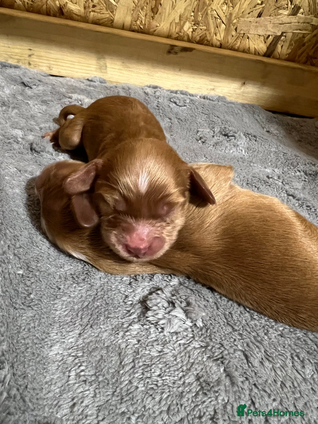 Cocker Spaniel dogs for sale: 2 Girls left, Golden red working cockers - Advert 8