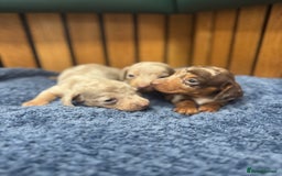 Miniature Dachshund dogs for sale: 5⭐️ licensed breeder - dapple miniaturedachshunds  - Image 6