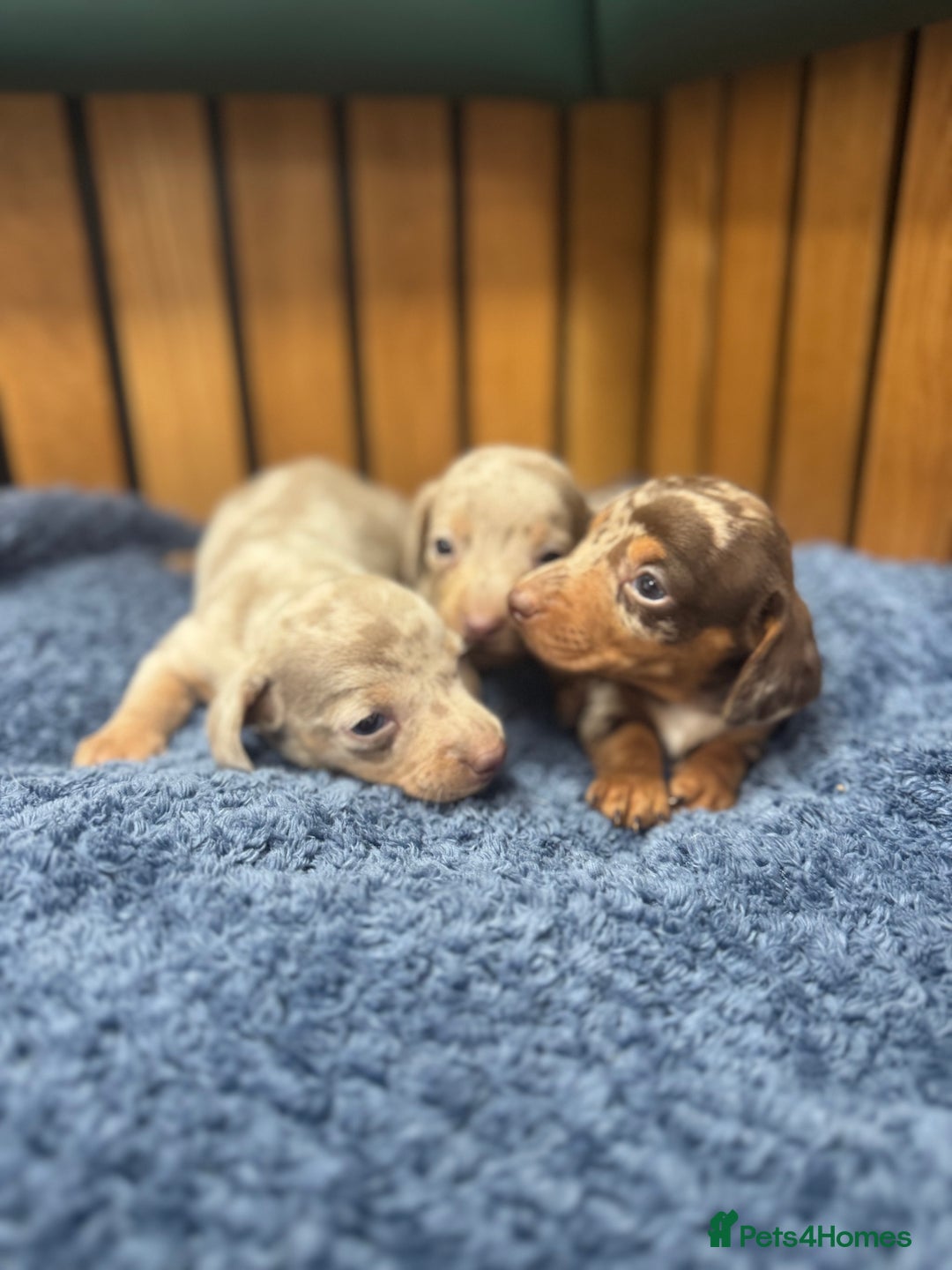 Miniature Dachshund dogs for sale: 5⭐️ licensed breeder - dapple miniaturedachshunds  - Image 6