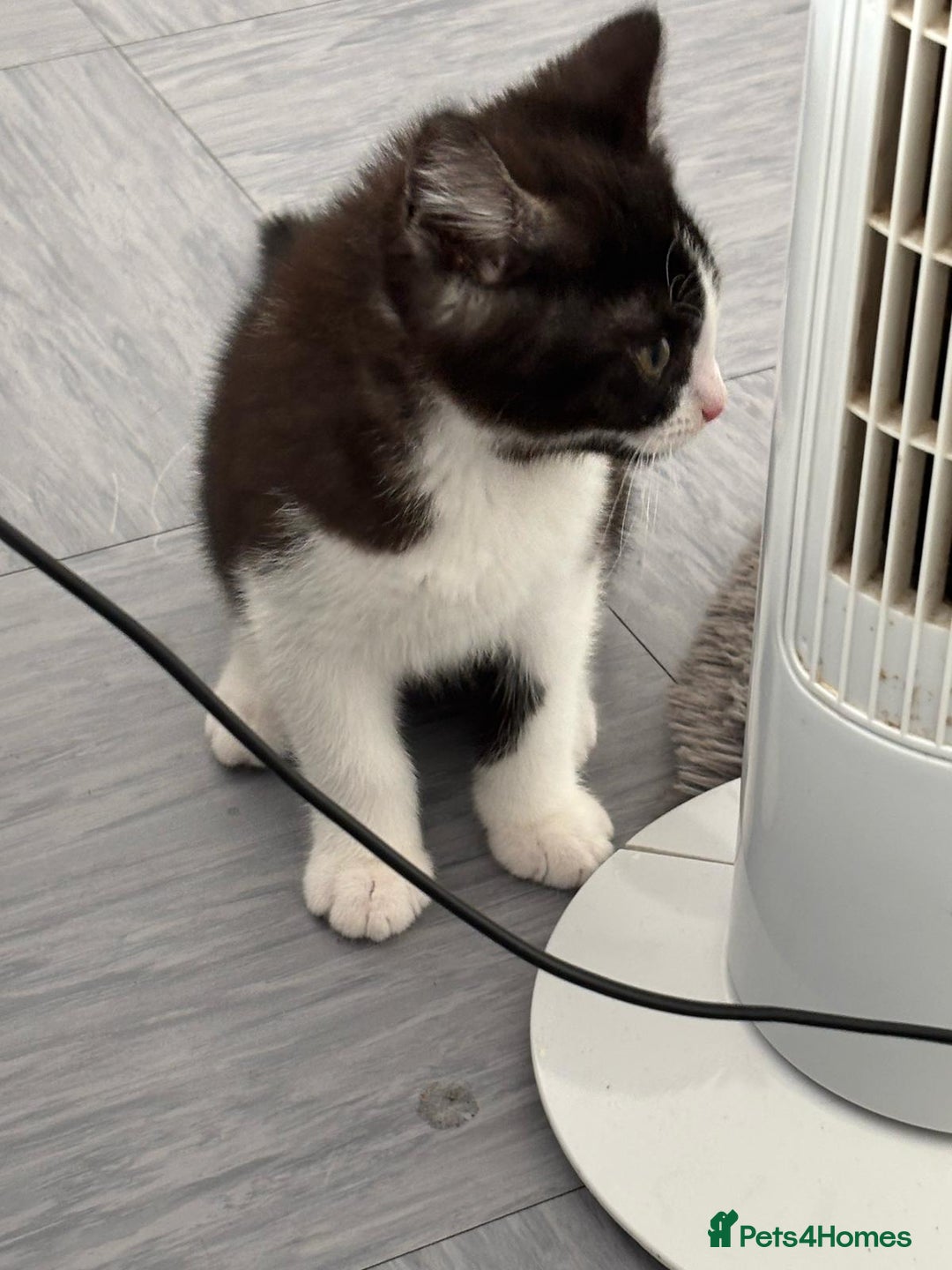 British Shorthair cats for sale: Kittens for loving homes in Welwyn Garden City - Image 9