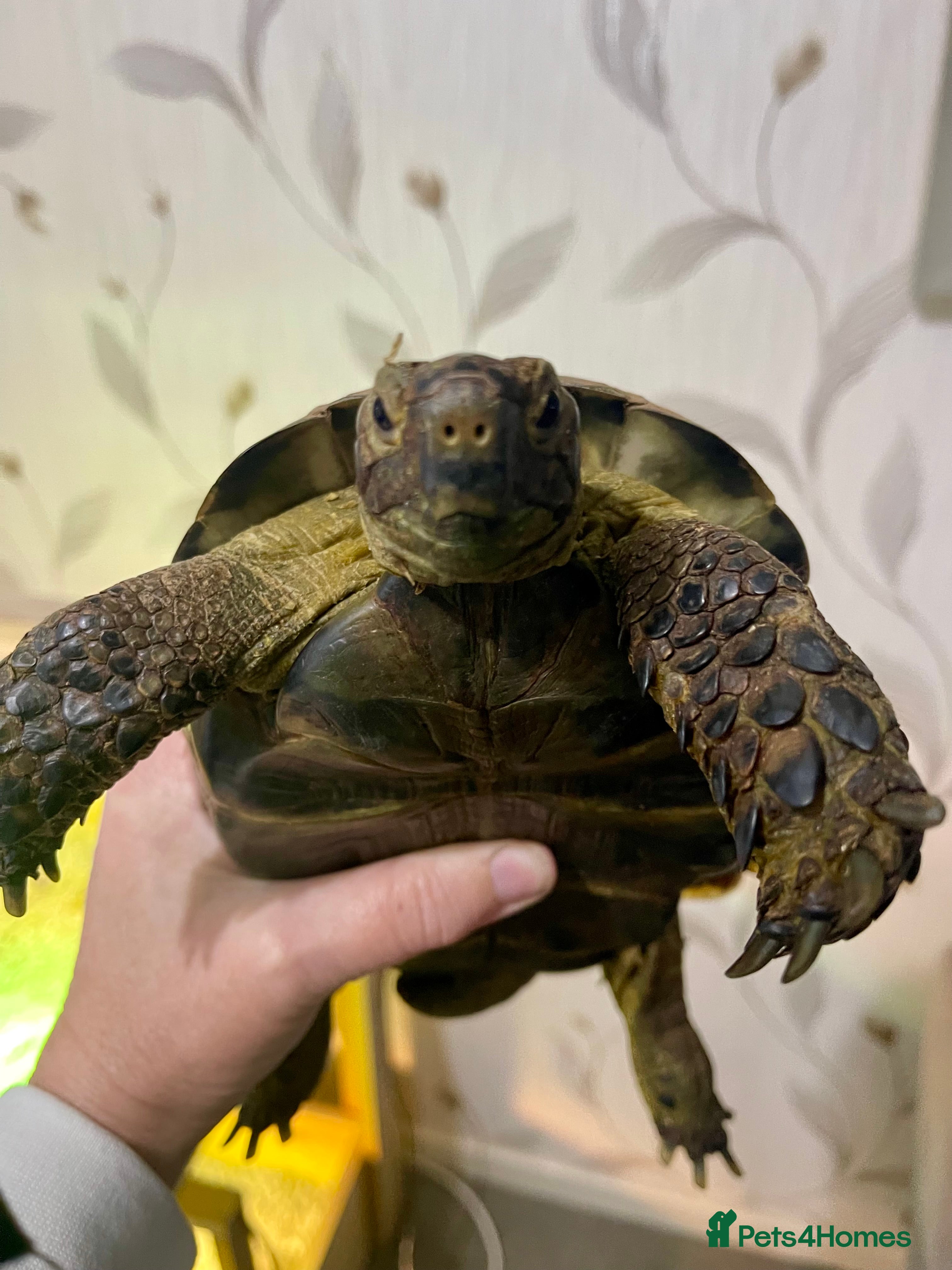 Tortoise reptiles Greek Spur Thigh tortoise - Advert 1